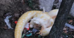 PYTHON ATTACKS A LIVE CHICKEN AND SQUEEZES IT TO DEATH WHILE MAKING THE CHICKEN TWERK